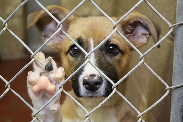 5 Things To Know About Animal Rescue Groups 1