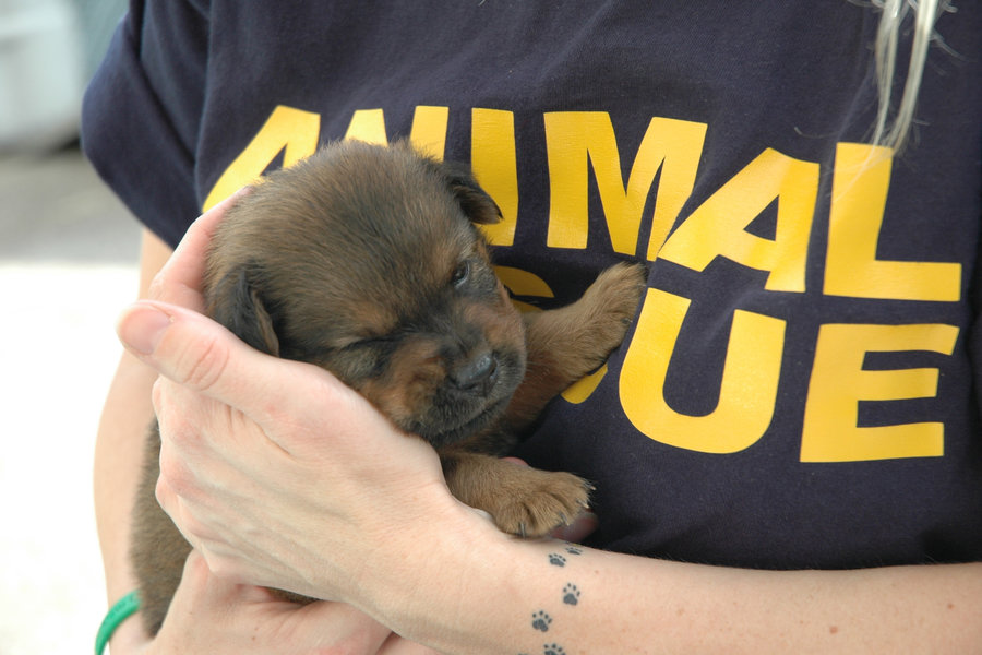 5 Things To Know About Animal Rescue Groups