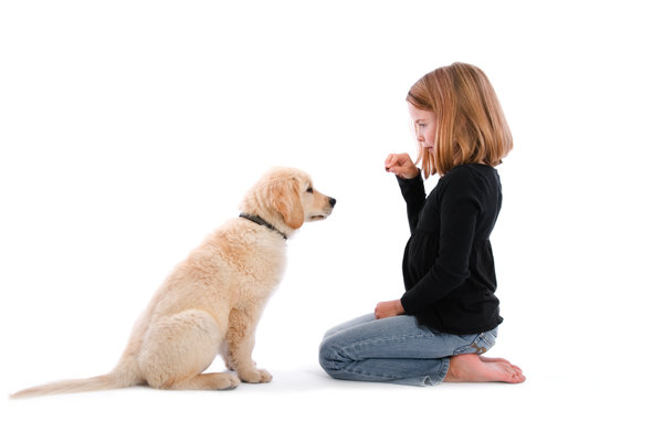 A Guide to Successful Obedience Training 1