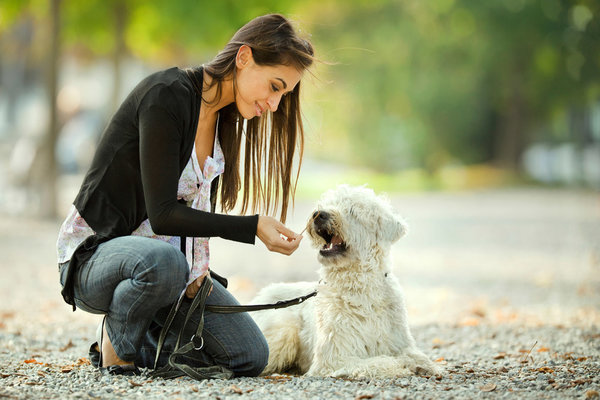 A Guide to Successful Obedience Training 3