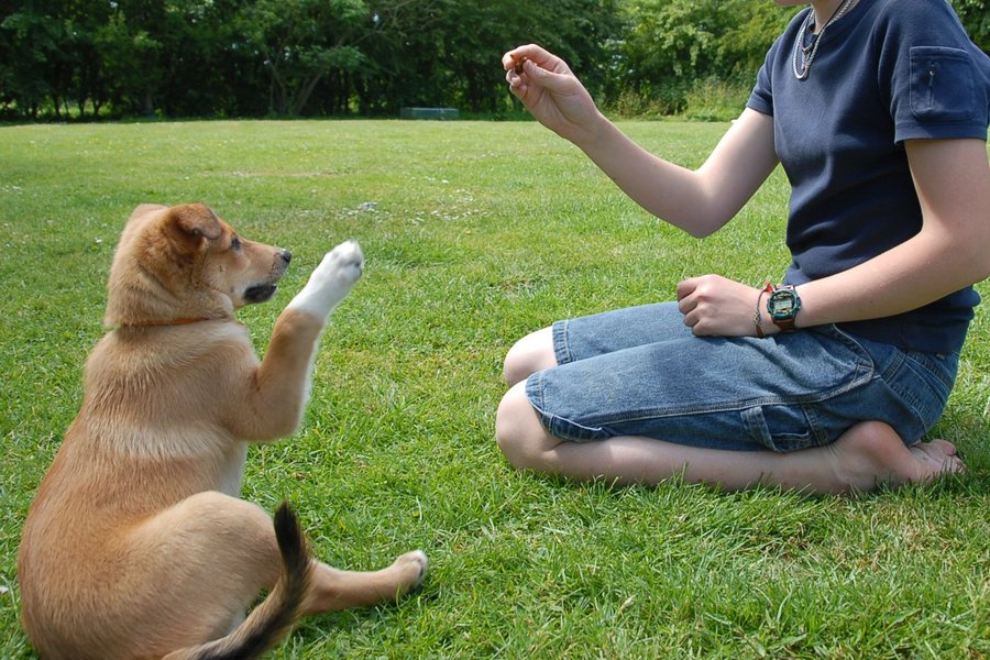 A Guide to Successful Obedience Training