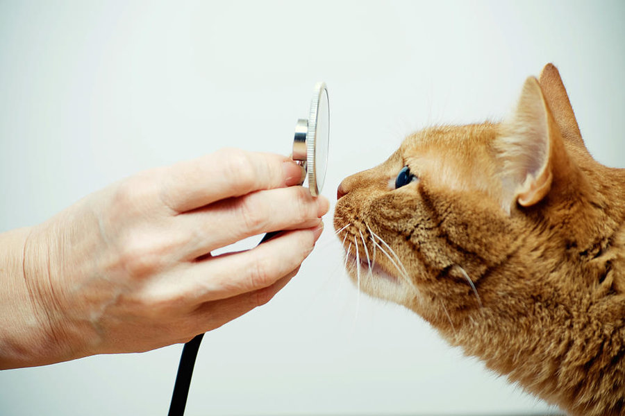 Feline Pet Care Tips